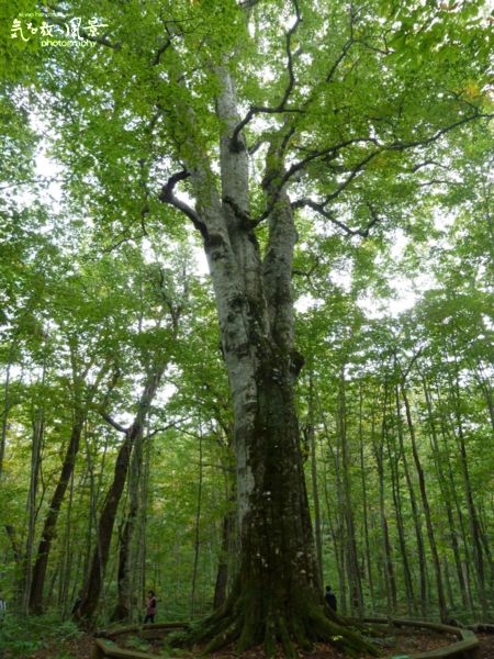 日本最大ブナの巨木