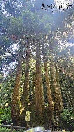 島後・かぶら杉 島後・かぶら杉