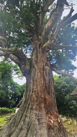 島後・玉若酢命神社・八百杉 島後・玉若酢命神社・八百杉