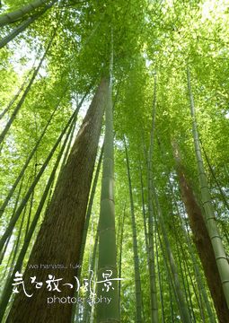 wsk2021_61 天を射す竹林の清気